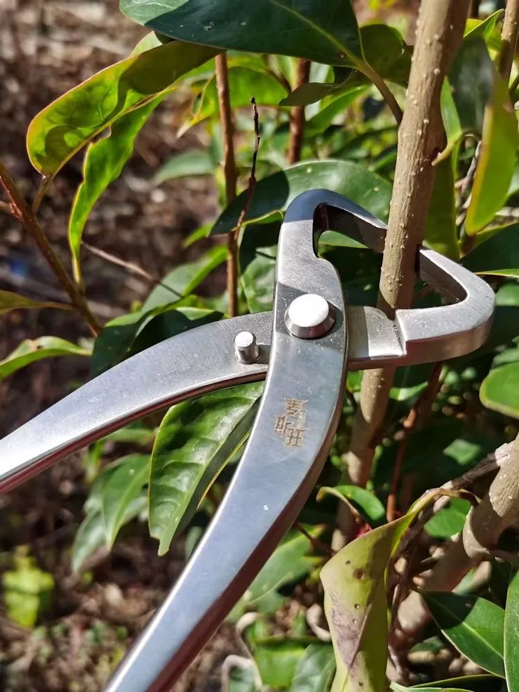 プロ用盆栽道具セット 高硬度21cmステンレス鋼枝切り＆ノブ - Concave Branch Cutter のレビューと価格