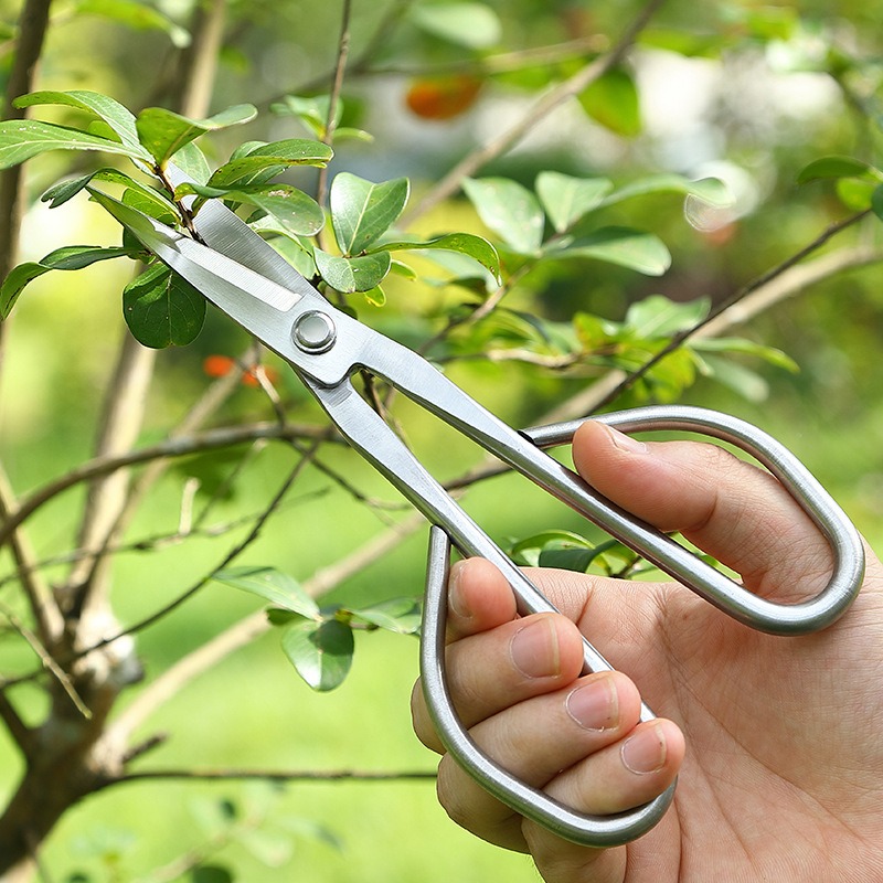 柔らかい葉用ハサミ 盆栽道具 枝切りハサミ 延長ステンレス鋼 - Concave Branch Cutter のレビューと価格